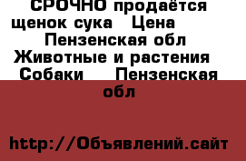 СРОЧНО продаётся щенок сука › Цена ­ 500 - Пензенская обл. Животные и растения » Собаки   . Пензенская обл.